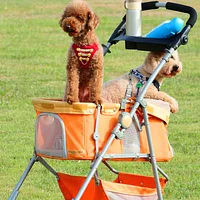 Poodle (Miniature), picture 9 of 9