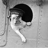 Bulldog, picture 7 of 7