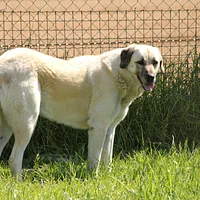 Anatolian Shepherd Dog