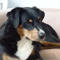 Appenzeller Sennenhund