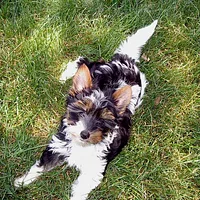 Biewer Terrier, picture 7 of 9