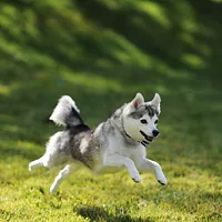 Alaskan Klee Kai, picture 4 of 10