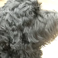 Black Russian Terrier