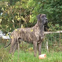 Great Dane, picture 2 of 7