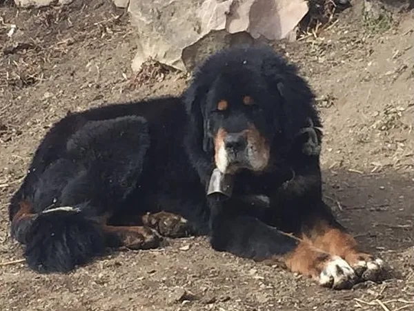 A Tibetan Mastiff