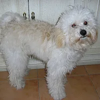Bolognese