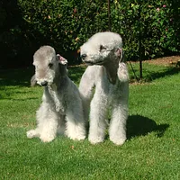 Bedlington Terrier, picture 8 of 9