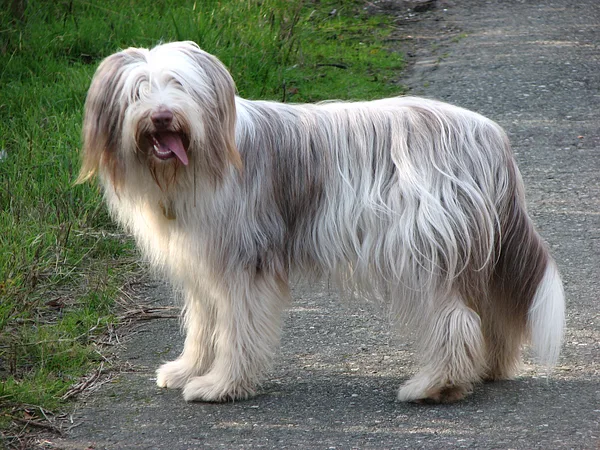 A Bearded Collie
