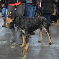 Bluetick Coonhound, picture 9 of 10
