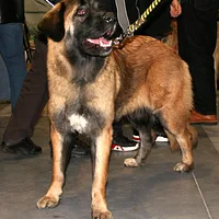 Estrela Mountain Dog