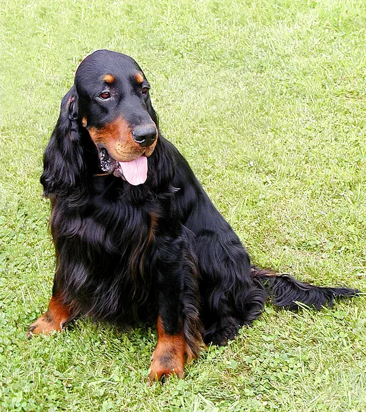A Gordon Setter