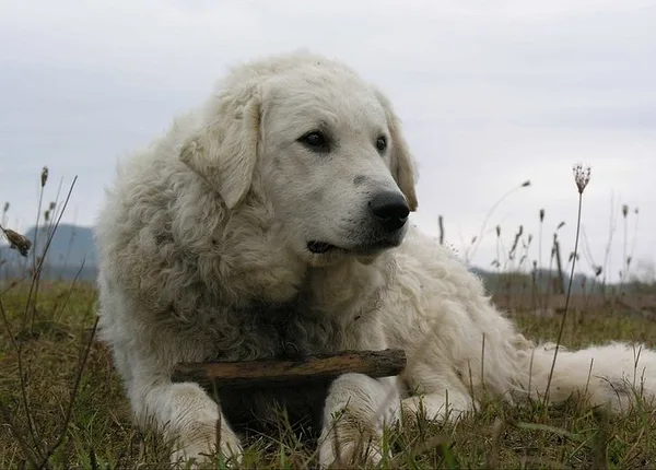 A Kuvasz