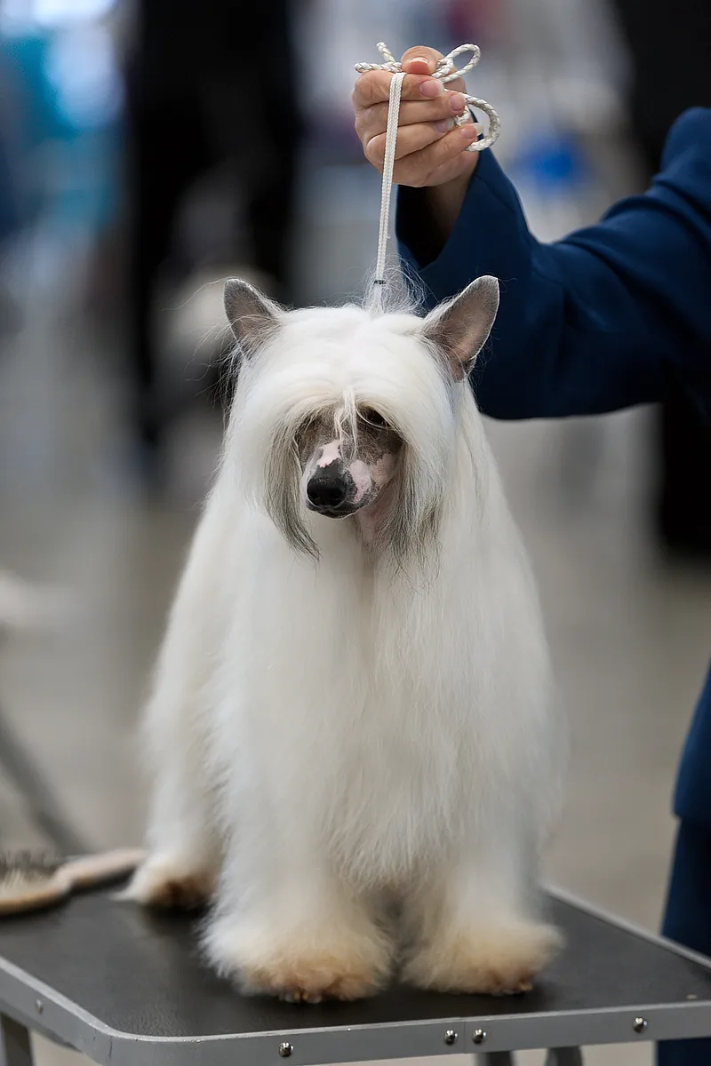 Chinese Crested