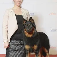 Bohemian Shepherd