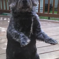 Glen of Imaal Terrier, picture 5 of 10