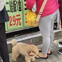 Poodle (Toy), picture 6 of 7