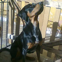 Transylvanian Hound, picture 6 of 8