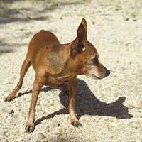 Miniature Pinscher, picture 5 of 10