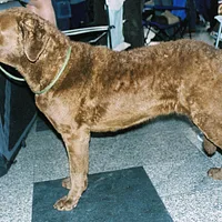 Chesapeake Bay Retriever, picture 5 of 10