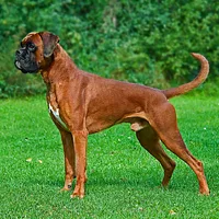Boxer, picture 1 of 9