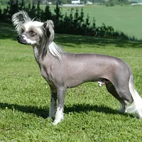 A Chinese Crested dog