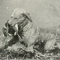 Chesapeake Bay Retriever