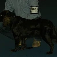 Deutscher Wachtelhund