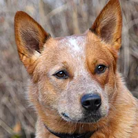 Australian Cattle Dog, picture 2 of 10