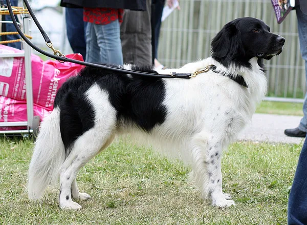A Stabyhoun