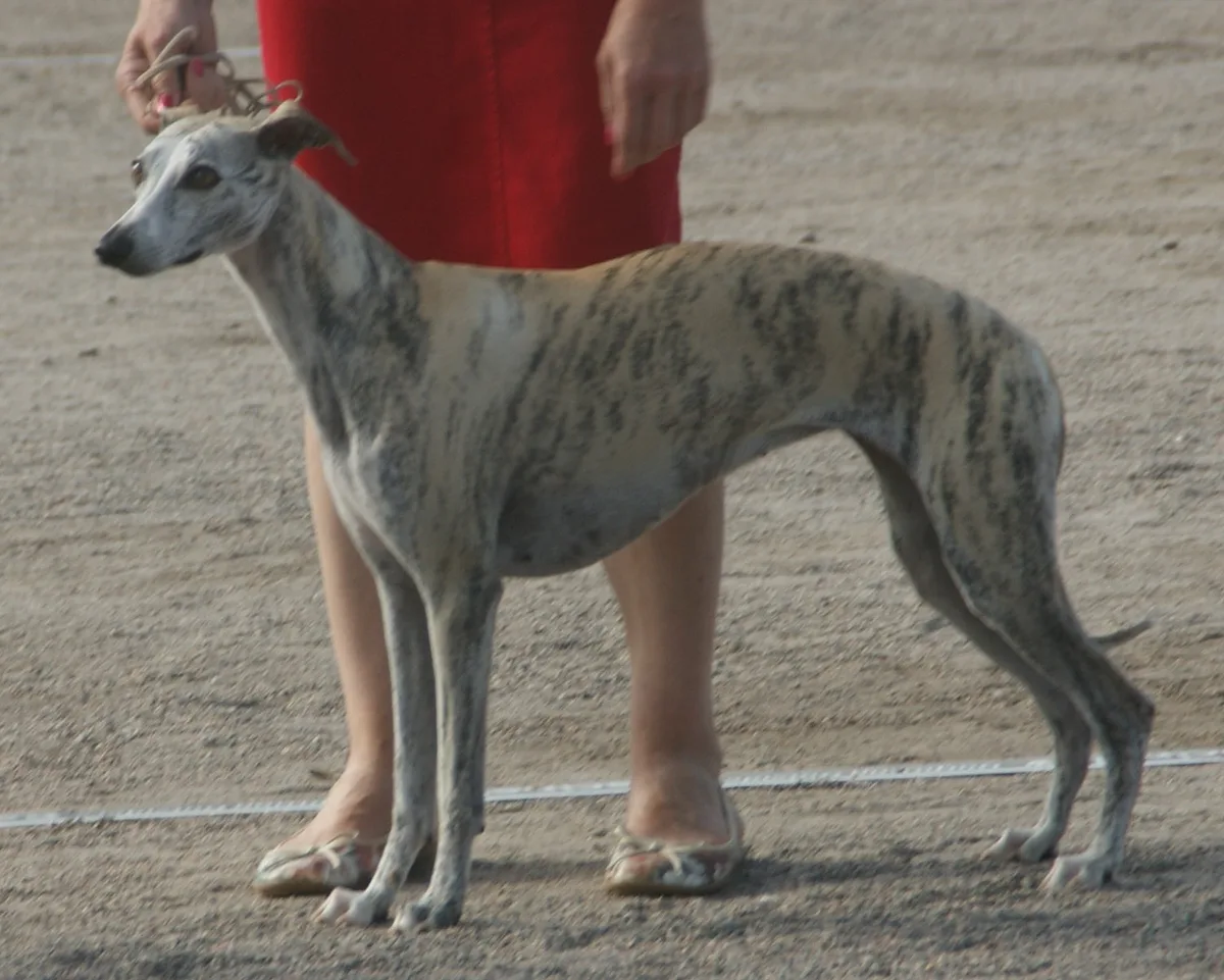 Whippet dog, photographed by Canarian