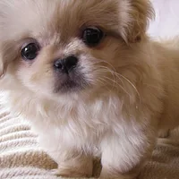Pekingese, picture 7 of 7