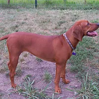 Redbone Coonhound, picture 3 of 10