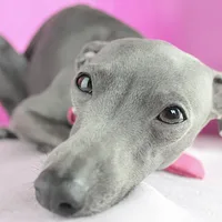 Italian Greyhound, picture 3 of 8