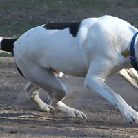 Pointer, picture 6 of 8