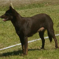 A Working Kelpie dog