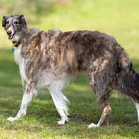 A Borzoi dog