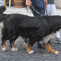 Bernese Mountain Dog