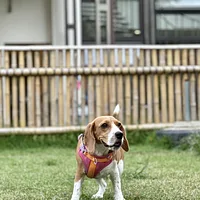 Beagle