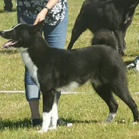 Karelian Bear Dog, picture 5 of 9