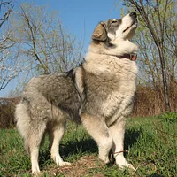Romanian Carpathian Shepherd, picture 1 of 10