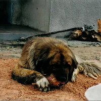 Estrela Mountain Dog