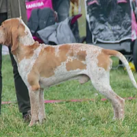 Bracco Italiano