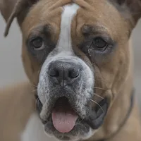 Boxer