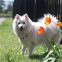 Japanese Spitz
