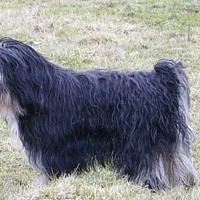 Polish Lowland Sheepdog, picture 3 of 8