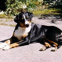 Appenzeller Sennenhund, picture 3 of 10
