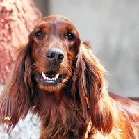 Irish Setter