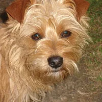 Norfolk Terrier, picture 6 of 10