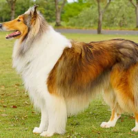 Bearded Collie, picture 2 of 10