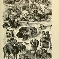 Portuguese Pointer